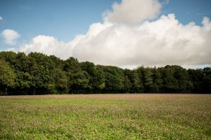 Woodland